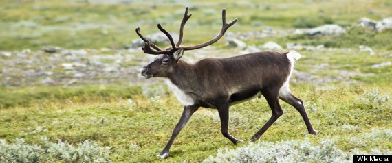 Northern Caribou
