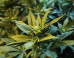 Will California Be The Next State To Legalize Pot?