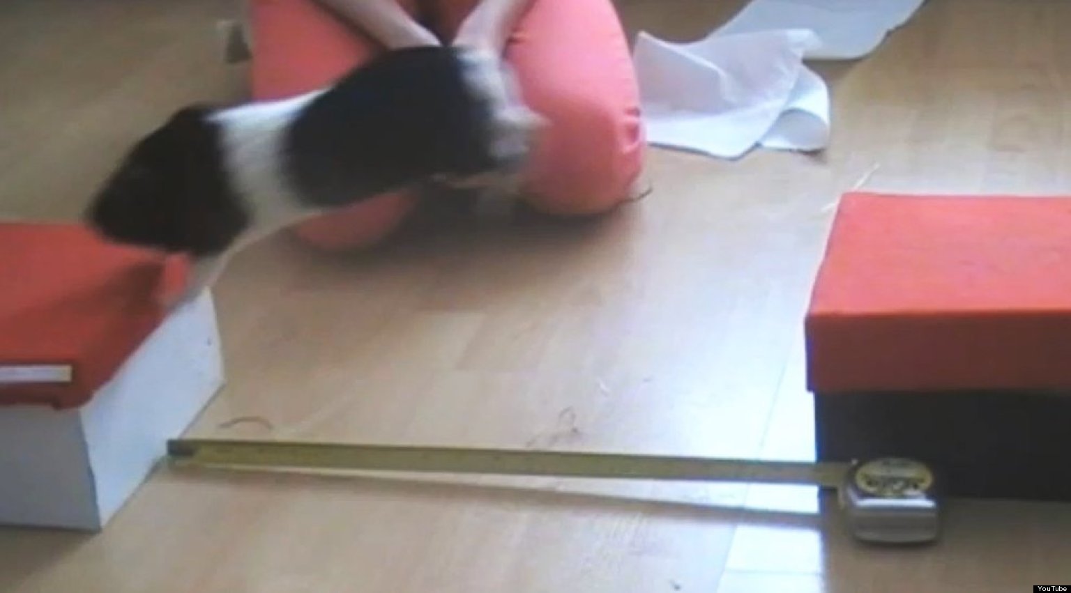Truffles The Guinea Pig Performs World Record Leap (VIDEO) HuffPost UK