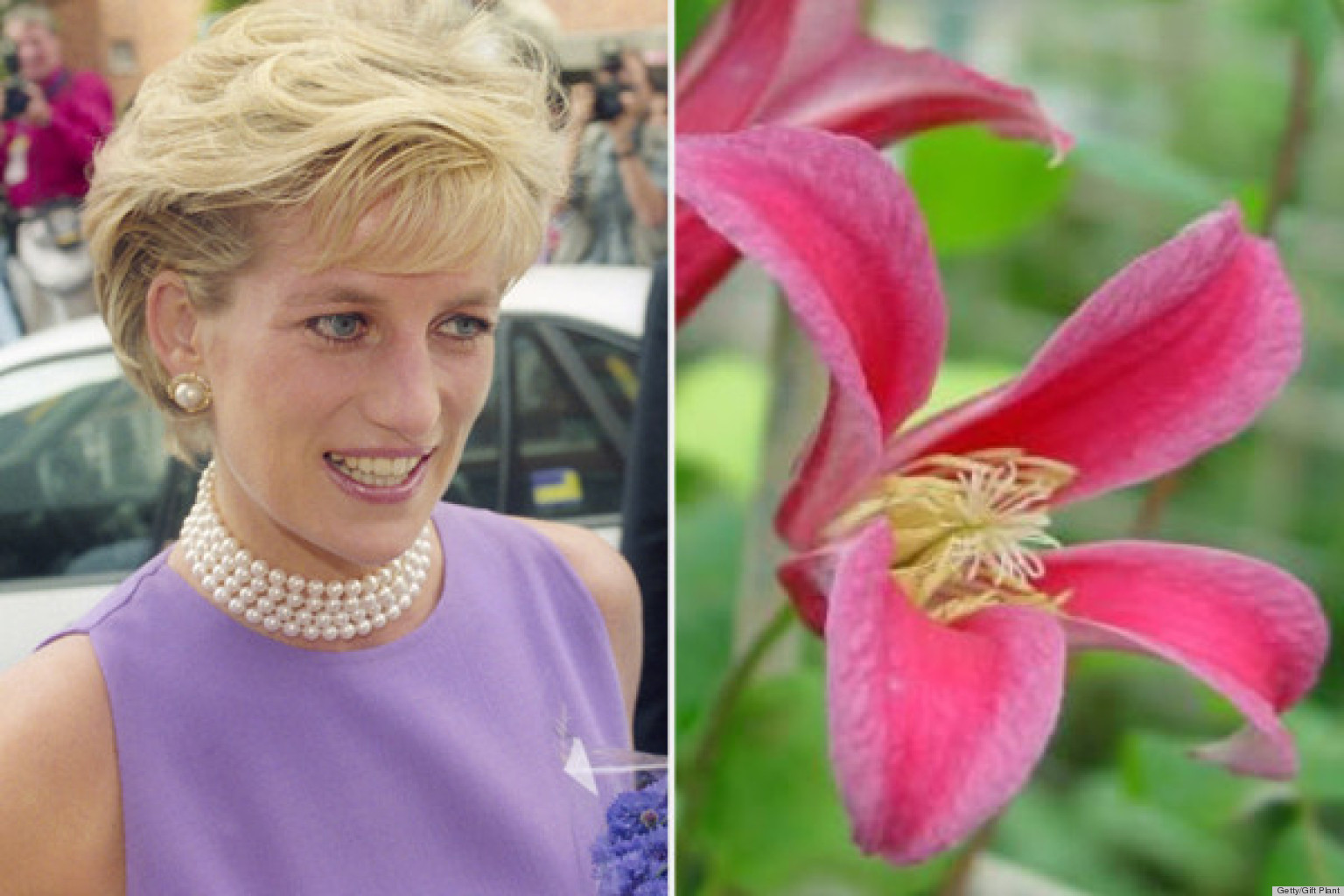 Paul McCartney And 12 Other Celebrities Who Have Flowers Named After