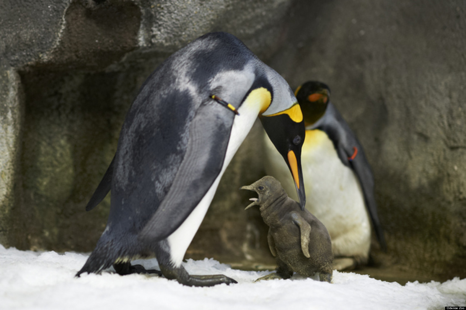 Gay Penguins In Germany 34