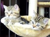 Kittens Watching Tennis Proves To Be Smashingly...