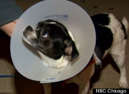 Northwest Side Dog Attacks Have Residents On Edge