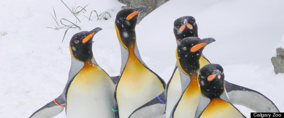 Calgary Zoo Penguins