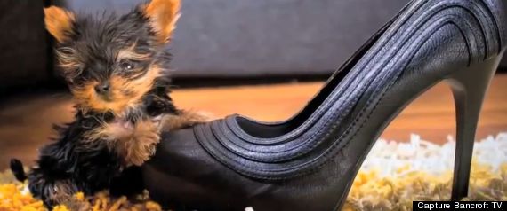Chien Plus Petit Monde