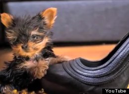 Little Meysi, el perro más pequeño del mundo (VIDEO)