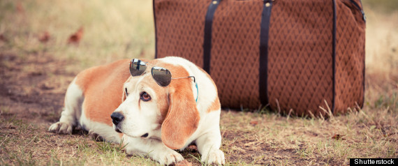 Pet Travel