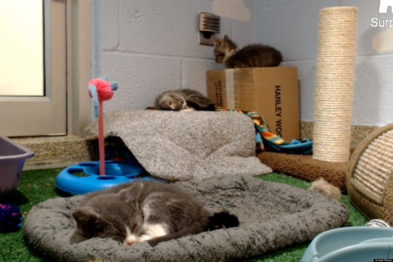 Animal Too Cute Kitten Cam Features Washington Animal Rescue