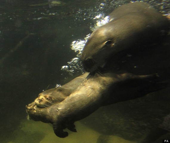 otters
