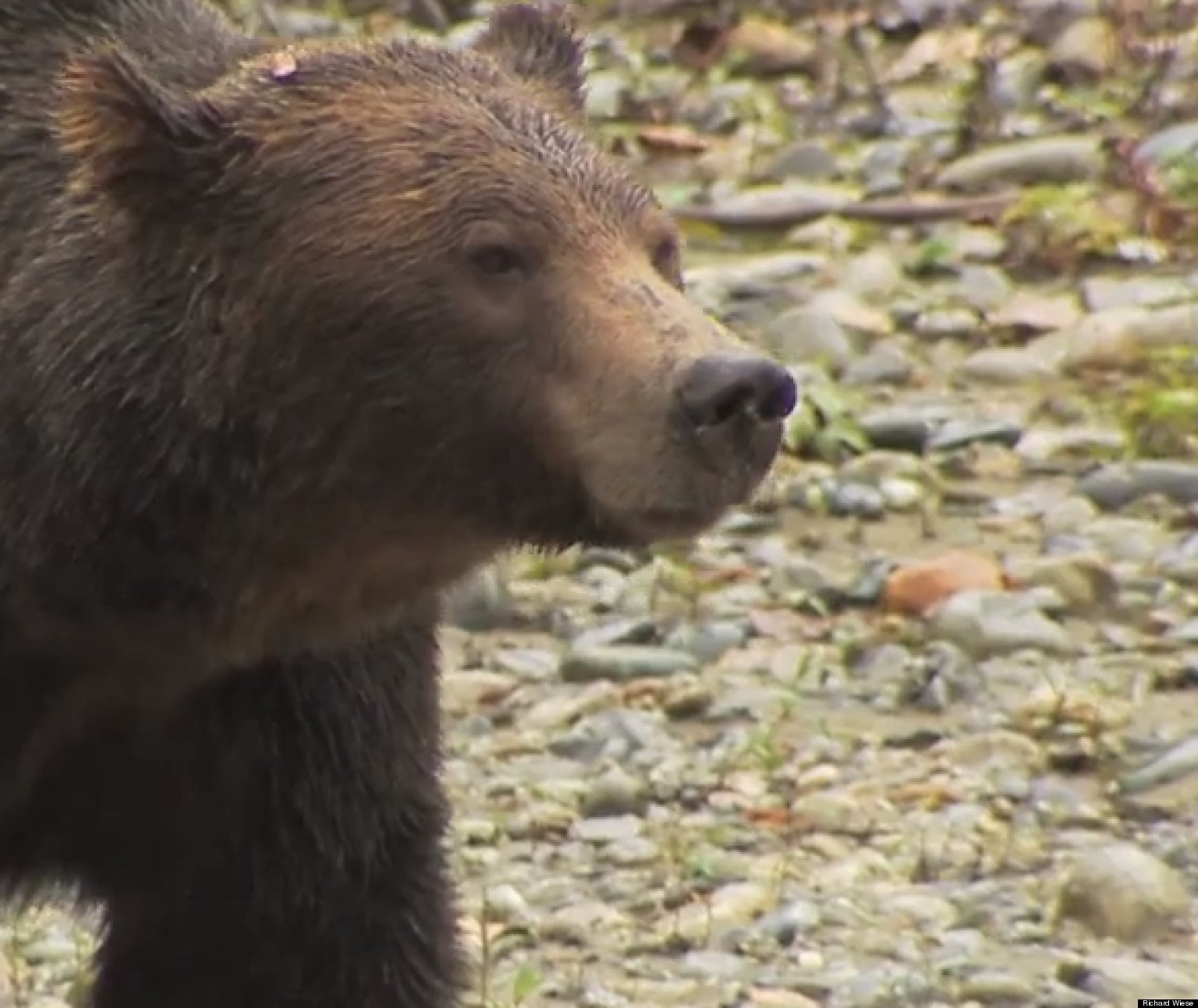 Born To Explore A Grizzly Story (VIDEO) HuffPost
