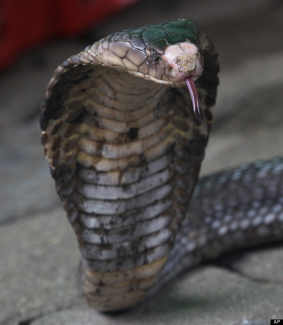 thailand_cobras
