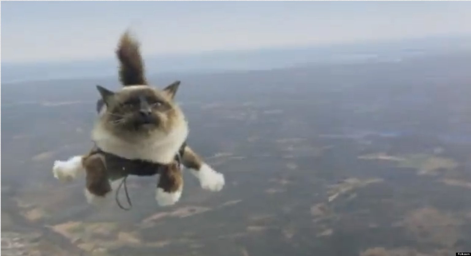 Skydiving Cats Swedish Pet Insurance Ad Is Majestic
