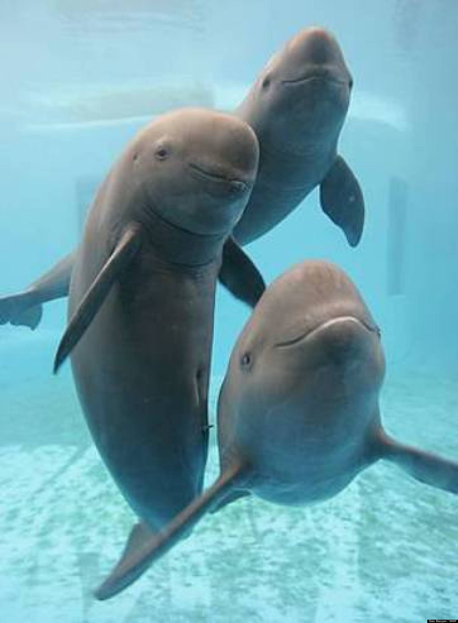 chinese-porpoises-expedition-will-count-how-many-endangered-animals-are