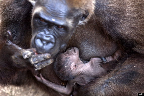 gorilla