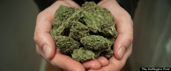 Marijuana Hurricane Sandy
