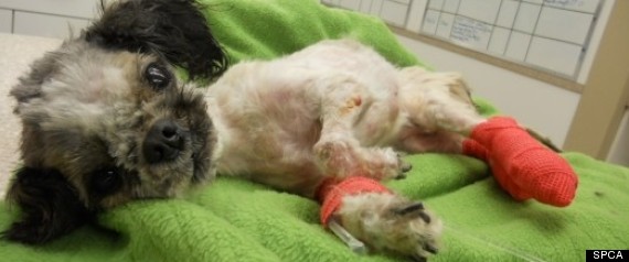 Dog Abuse Death Prompts Cruelty Charges In Victoria