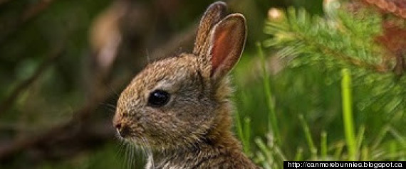 Canmore Rabbits Killed