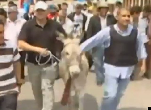 ecuador donkey