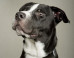 LOOK: How These 9 'Least Adoptable' Dogs Found Homes
