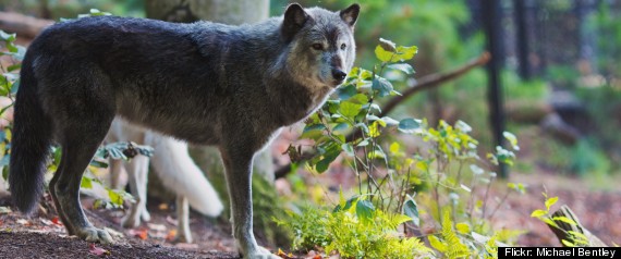 Gray Wolf