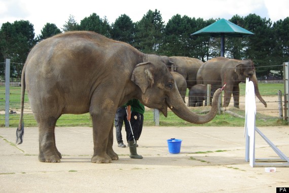 paintingelephant