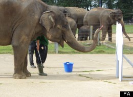 How Much Would You Pay For A Painting By An Elephant?