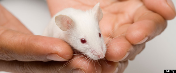 Mice