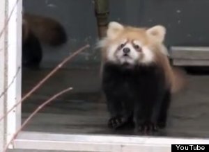 Surprisedbabyredpanda
