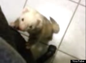 Pickpocketingferret