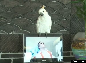 Cockatoo Gangnam Style
