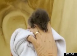Kitten Stuck In Lincoln Statue Rescued Video