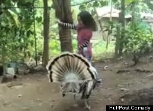 When Turkeys Attack