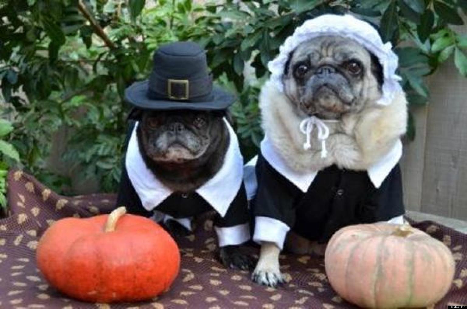 Image result for dogs in thanksgiving costumes