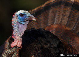 Interview With a Thanksgiving's Turkey and Other Creatures of Rituals
