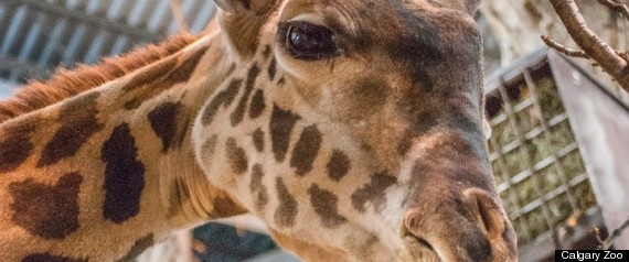 Calgary Zoo Giraffe Crosby