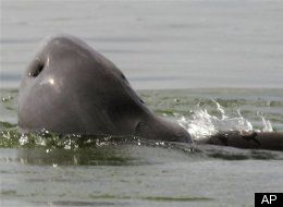 Cambodia Dolphins