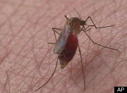 mosquitoes, malaria