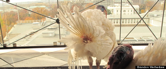 2012 White House Turkeys