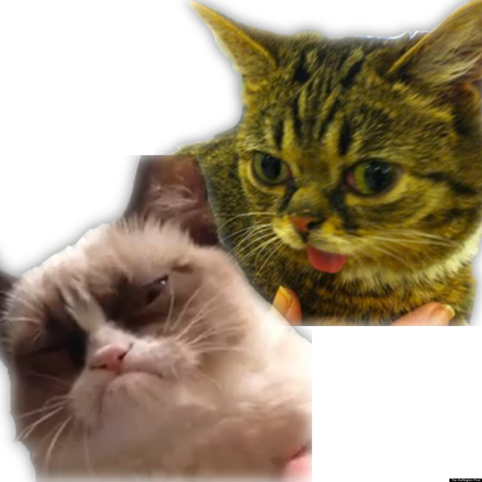 Lil Bub Perma Kitten Gives Exclusive Interview About Tard The Grumpy Cat Video Huffpost