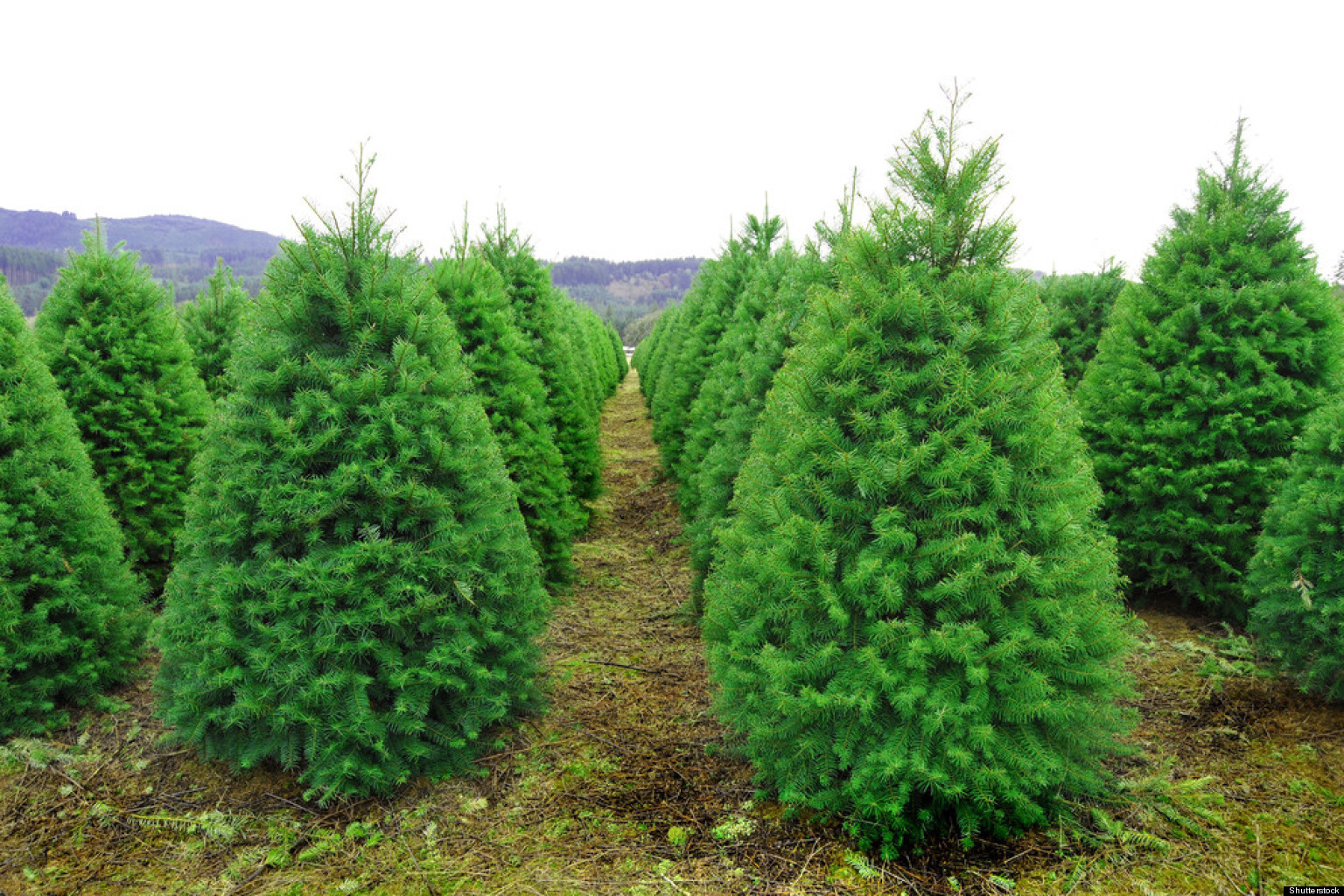 green-christmas-how-to-make-your-christmas-tree-more-eco-friendly
