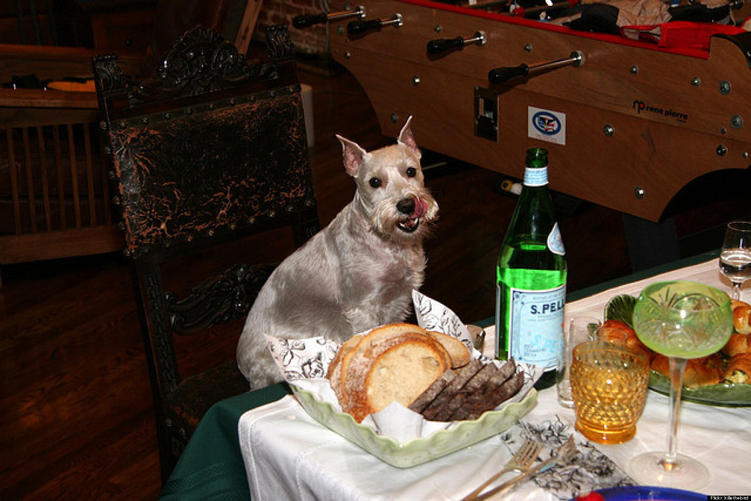 Pets At Thanksgiving Dinner (SLIDESHOW) The Huffington Post