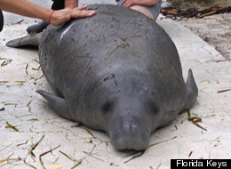 LOOK: Adorable Baby Manatee SAVED