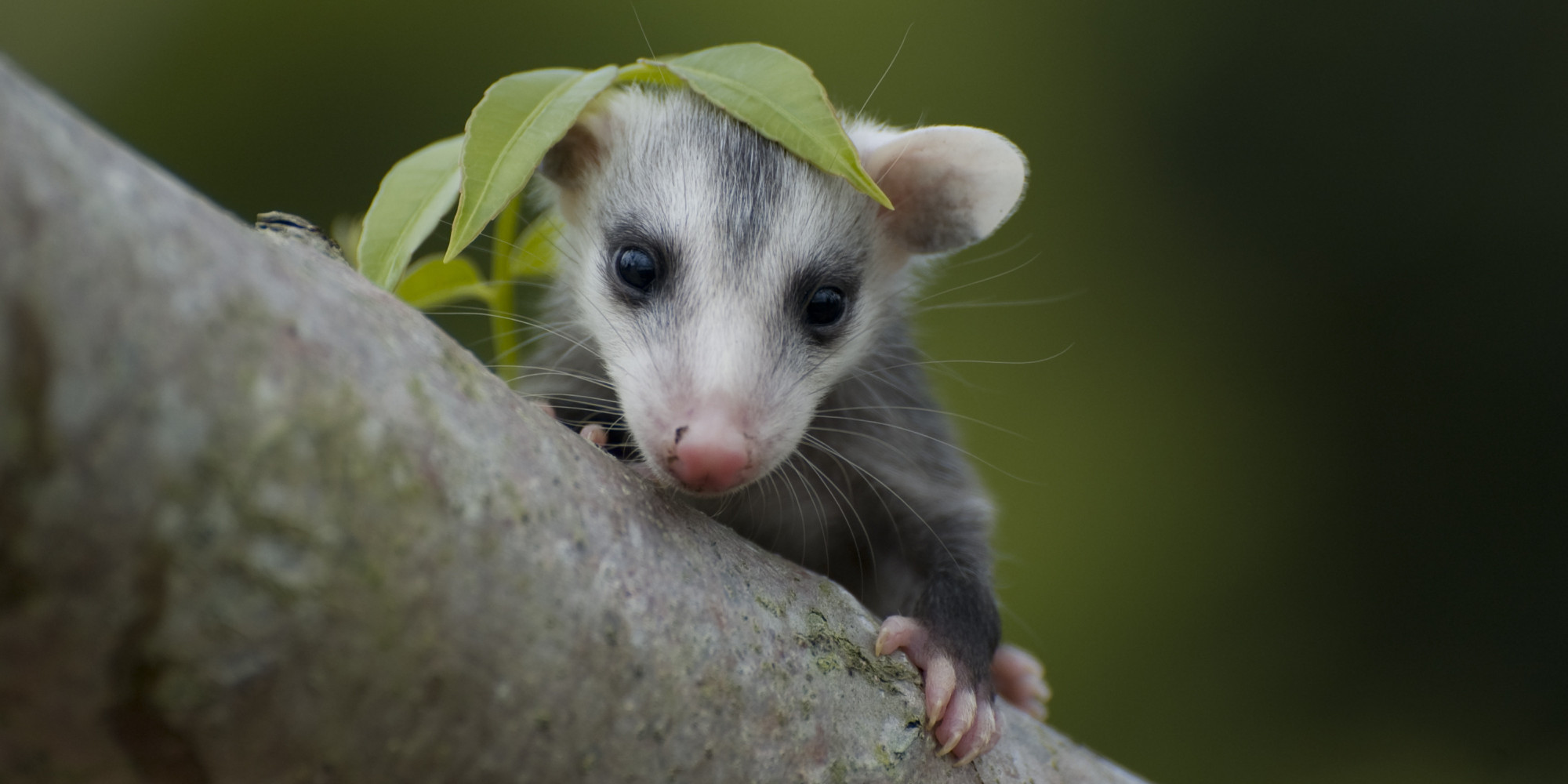 Opossum Facts: 10 Things You Never Knew About The Marsupial