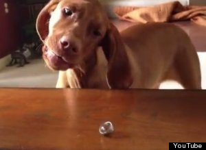 Dog Vs Ring