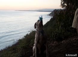ADORABLE: Pup Helps Pop The Question