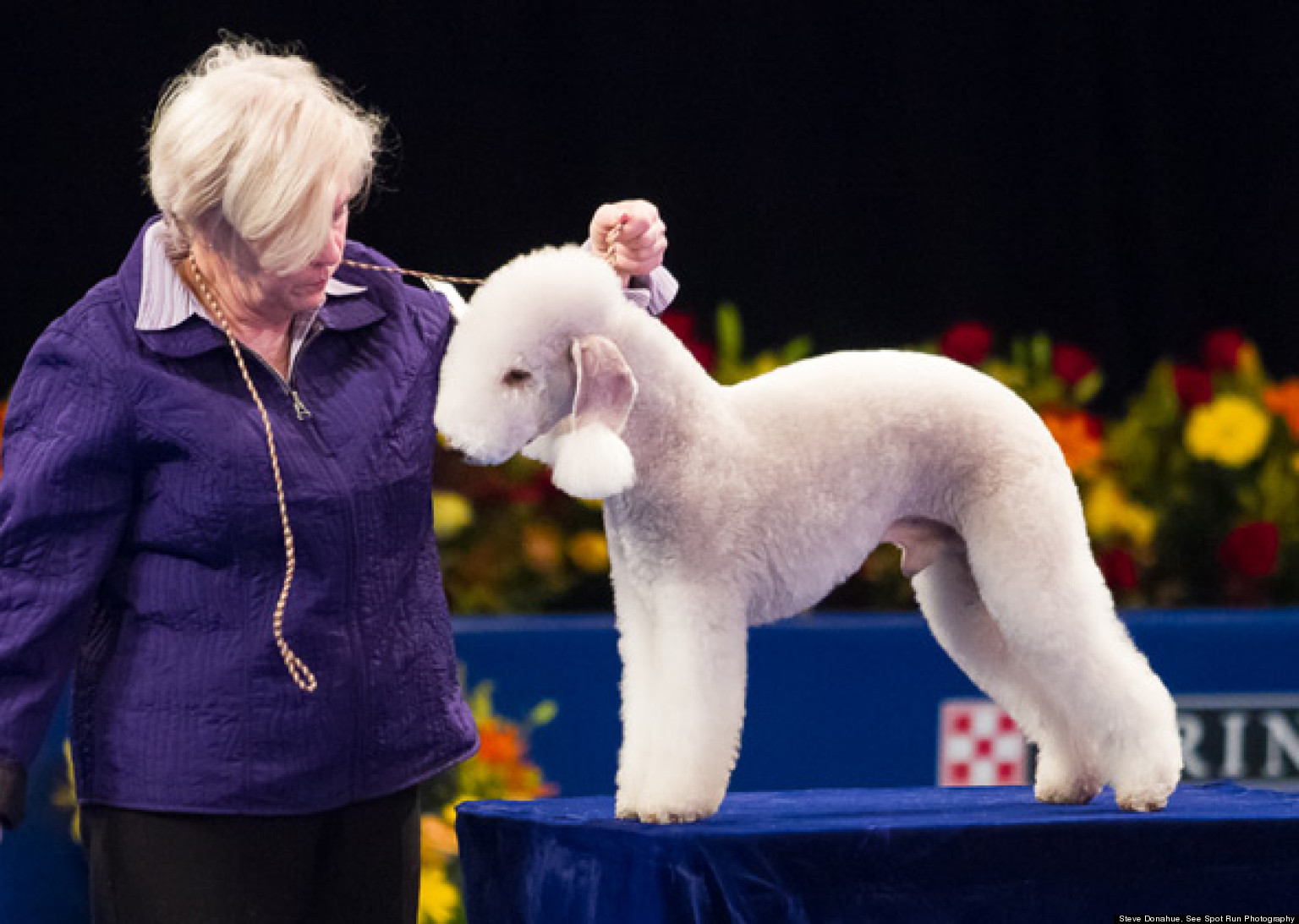 Strange Dog Breeds Spotted At The 2012 National Dog Show