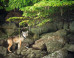 Jeffrey Whiting: B.C.'s Top Artists Gather to Protect Great Bear Rainforest