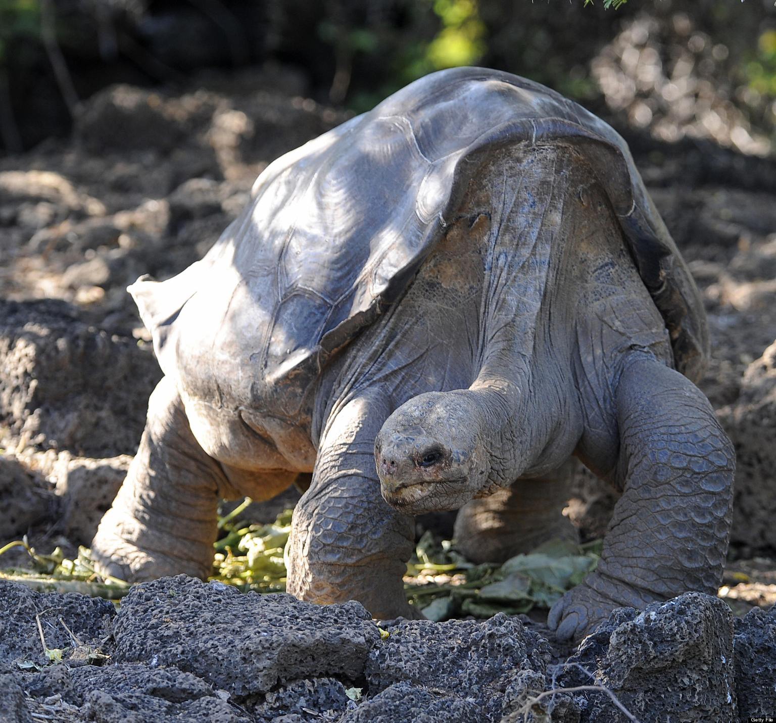 White Galapagos Tortoise pictures, White Galapagos Tortoise pictures, Photos of Galapagos Tortoise , Photos of Galapagos Tortoise 