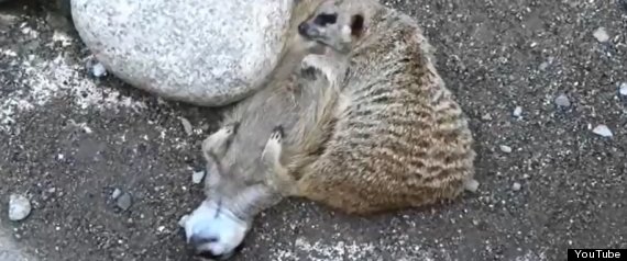 Sleepingmeerkats