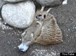 Lunes de bostezos: Animales dormidos 